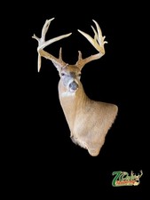 Whitetail Deer Shoulder Mount 173 2/8” Iowa Buck Antlers Sheds Taxidermy