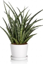 Sansevieria Fernwood Punk 10cm Pot Indoor Plant Pencil Plant Houseplant Gift