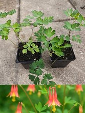 Aquilegia canadensis X2 Eastern Red Columbine Hardy Perennial in 9cm