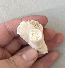 Pliocene Age Dichocoenia Eminens Coral