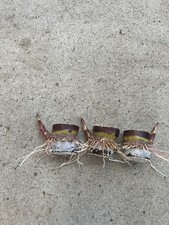 3pcs Rooted Dark Purple Sugarcane Cutting Sweet And Juicy Ready To Plant