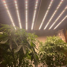 1000W Full Spectrum LED Grow Light 8bars Dimmable w/Samsung Chips Hydroponics