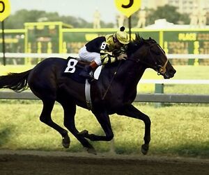  SEATTLE  SLEW  8X10 PHOTO HORSE RACING PICTURE JOCKEY  