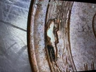 1953P Lincoln Cent With Large, Multiple Die Chips On Wheat Stalks. VF condition