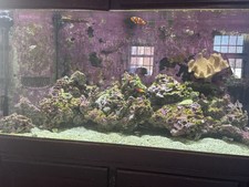 Saltwater aquarium tank