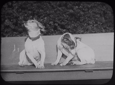Glas Magic Laterne Dia ZWEI TERRIER HUNDE MIT DEM TITEL TWA HUNDE UM 1900 FOTO 