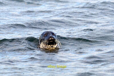 Photo 6x4 Common Seal (Phocoena vitulina), Easting Muness  c2021