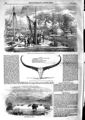 Original alter antiker Druck 1854 Matacong Afrika Fort Fillmore Mexiko Büffel 19.