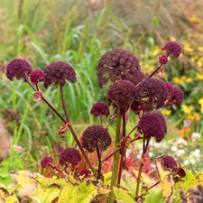 Perennials Flowering Plants Angelica Gigas Purple Flowering Plant 2L Pot