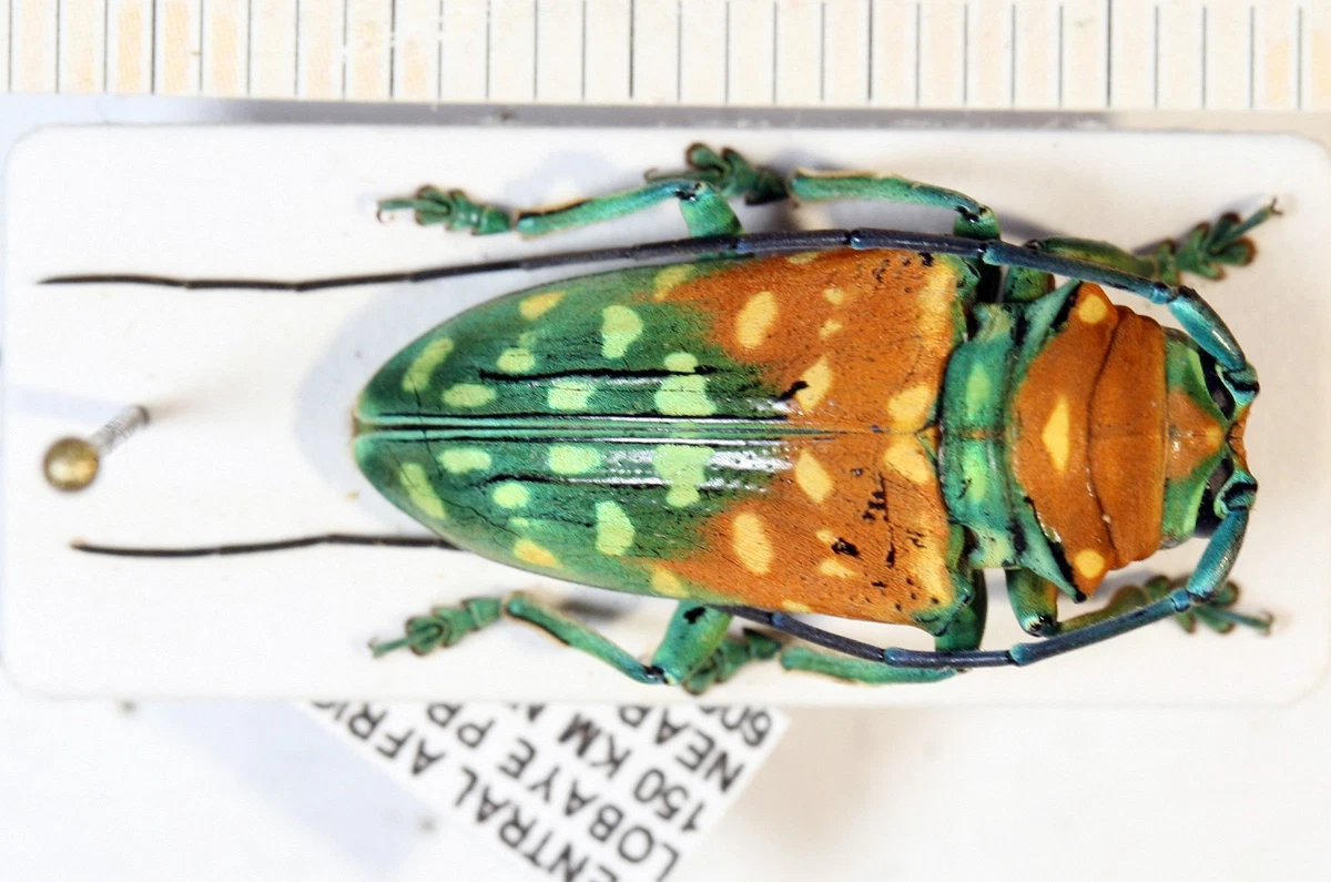 Cerambycidae Beetle for sale | eBay