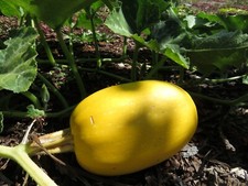 SPAGHETTI SQUASH SEEDS 20 WINTER SQUASH LOCALLY GROWN Vegetable FREE SHIPPING