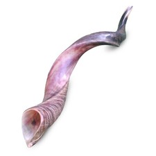 Yemenite Kudu Horn Shofar 24''-28'' New KOSHER Made in Jerusalem  From Israel  
