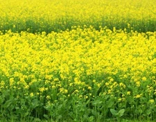 1000++ Black Mustard Seeds - (Brassica Nigra) NON-GMO | Heirloom - Plant Seeds