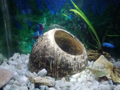 3piece Coconut shell hideaway home Aquarium fish breeding caver size  8/10/12 cm