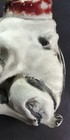 Large 1930s? Carnival Chalkware Boston Terrier French Bulldog Dog Statue 10"x14" — photo 7