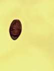 Sea World Stingray Elongated Pressed Smashed Coin — photo 2