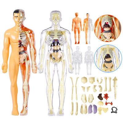 3D Human Body Anatomy Model DIY Skeleton Toys Educational Science Kit for Kid