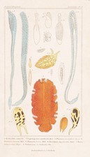 Hectorotile Snails Worms Lithograph Cuvier 1836