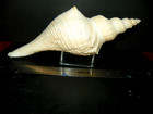 HEMIFUSUS COLOSSEUS KNOBBED var. ( COLOSSAL FALSE FUSUS ) — photo 1