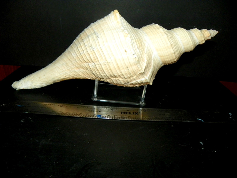 HEMIFUSUS COLOSSEUS KNOBBED var. ( COLOSSAL FALSE FUSUS )
