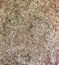 Messing Sp&auml;ne trocken  zum basteln dekorieren 1000 Gramm