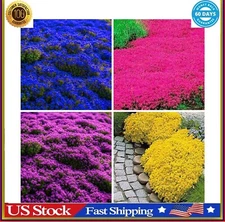 5000+ Mix Creeping Thyme Seeds Ground Cover for Planting, Heirloom Thymus Serpyl