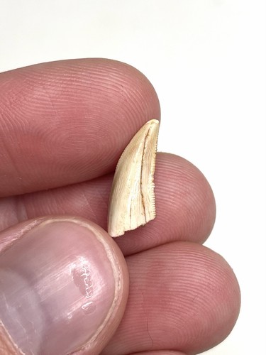 0.67” Abelisaurid Tooth - Kem Kem Beds, Morocco