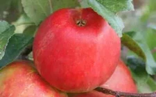 25+ Honeycrisp Apple Seeds for Garden Planting - USA - FREE SHIPPING!