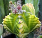 Astrophytum myriostigma v nudum cv.Kikko variegate, seeds 10 pcs