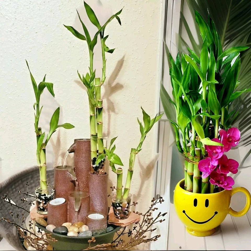 Plantas de bambú de la suerte de 4" 6" 8" - 3 tallos, Feng Shui, REGALO Foto 3 de 4