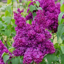 Lilac Syringa Common Purple 1 Potted Plant Rooted in Quart