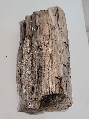 Petrified Wood Fossil Aquarium Terrarium Decor 5.9lb 8''L x 4w x 3.25t