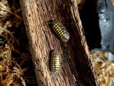 30  Armadillidium gestroi isopod mixed size