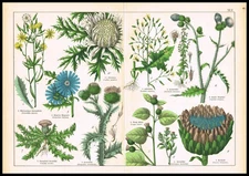 1887 Botanical Chromolithograph – Thistles, Chicory, Lettuce & Cardoon