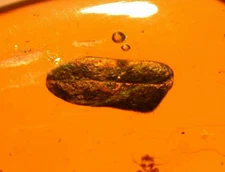 3 Leaves with Insects Tick Nymph? in Dominican Amber Fossil Gemstone