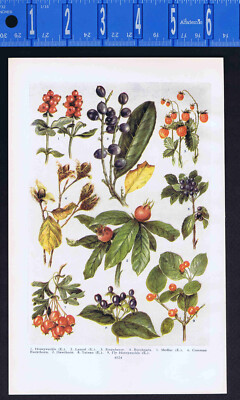 Honeysuckle, Strawberry, Beachnuts, Dewberry, Raspberry, Hazel-WILD FRUIT - 1929