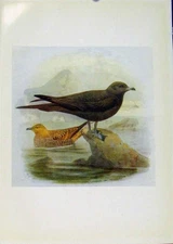 Original Old Antique Print Birds Britain By Dresser Richardsons Skua Color Art