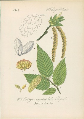 Chromolithographie : Hopfenbuche. Europäische, Gemeine Hopfenbuche. Ostrya carpi