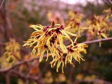 Witch Hazel, Hamamelis virginiana, Tree Seeds (Fragrant, Fall Color, Hardy)