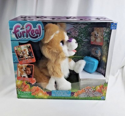 lexie the trick lovin pup