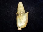 Old Nephrite Jade Stone Carved Sculpture Lovely Corn Stick w/ Leaves #06212503 — photo 6