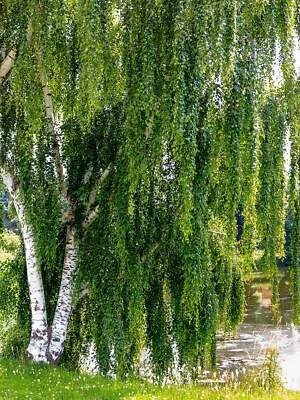 SEEDVILLE USA 50 SILVER WEEPING BIRCH Tree White European Betula Pendula Alba Seeds