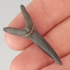 Scapanorhynchus 0.00