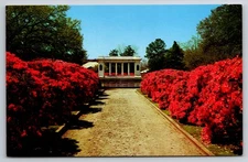 Postcard Mobile Alabama Azalea Flowers Soldiers Memorial Park USA Unposted