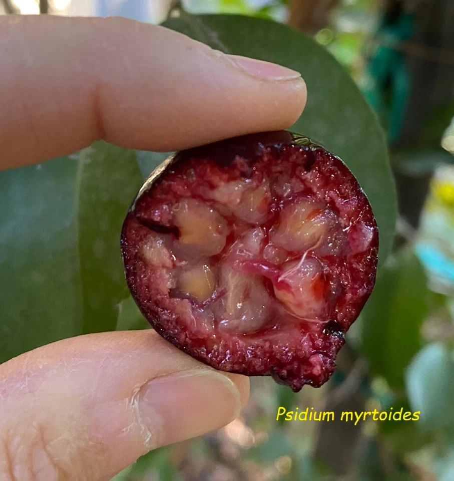 ~Araca Roxa~ PURPLE FOREST GUAVA Fruit Tree Psidium myrtoides Potd Plant - Image 3 of 4