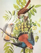 John James Audubon Birds SPARROW HAWK Vintage Art Book Plate 184