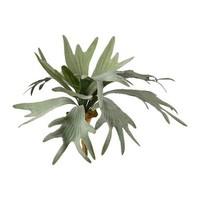 Artplants Deko Geweihfarn Sluhar, Steckstab, GrüN, 35Cm