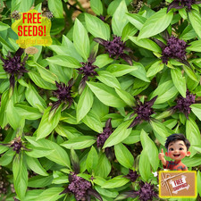 Fresh Thai Basil Seeds  Jiu Ceng Ta  Heirloom  Non-GMO  Asian Herb Seeds