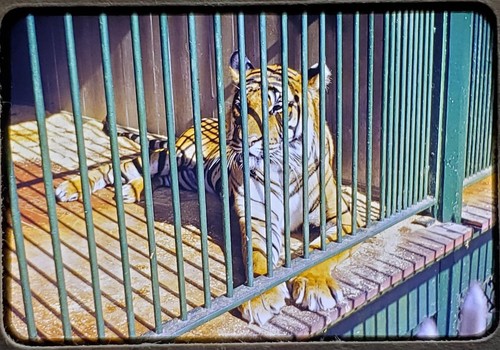 Tiger in Cage Nay Aug Park Zoo Scranton Pa.35mm Color Slide Captive Animal