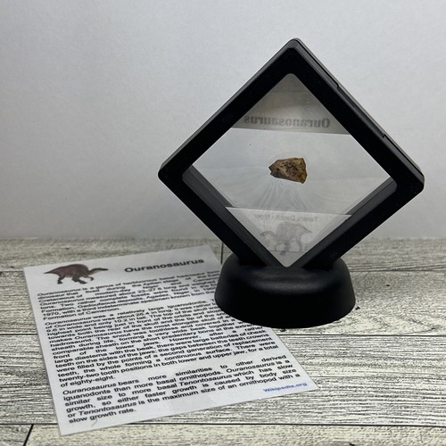 Ouranosaurus seltenes ausgestorbenes Dinosaurier Zahn Fossil in Vitrine - Bild 8 von 8